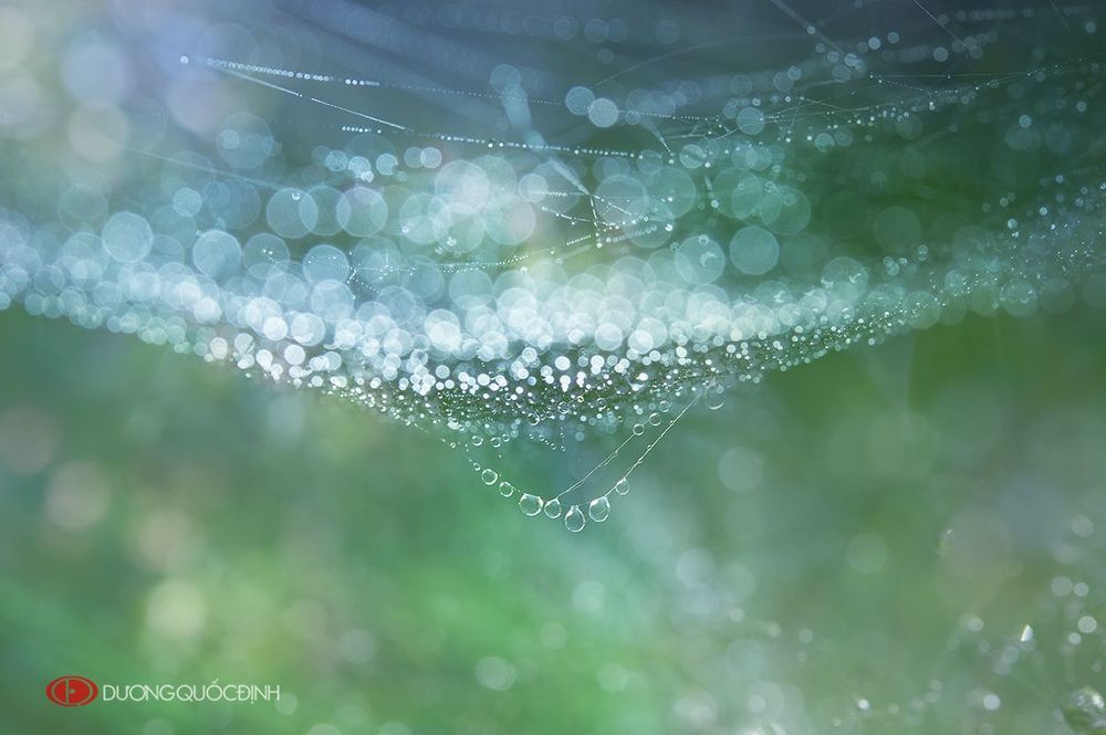Drops of morning dew