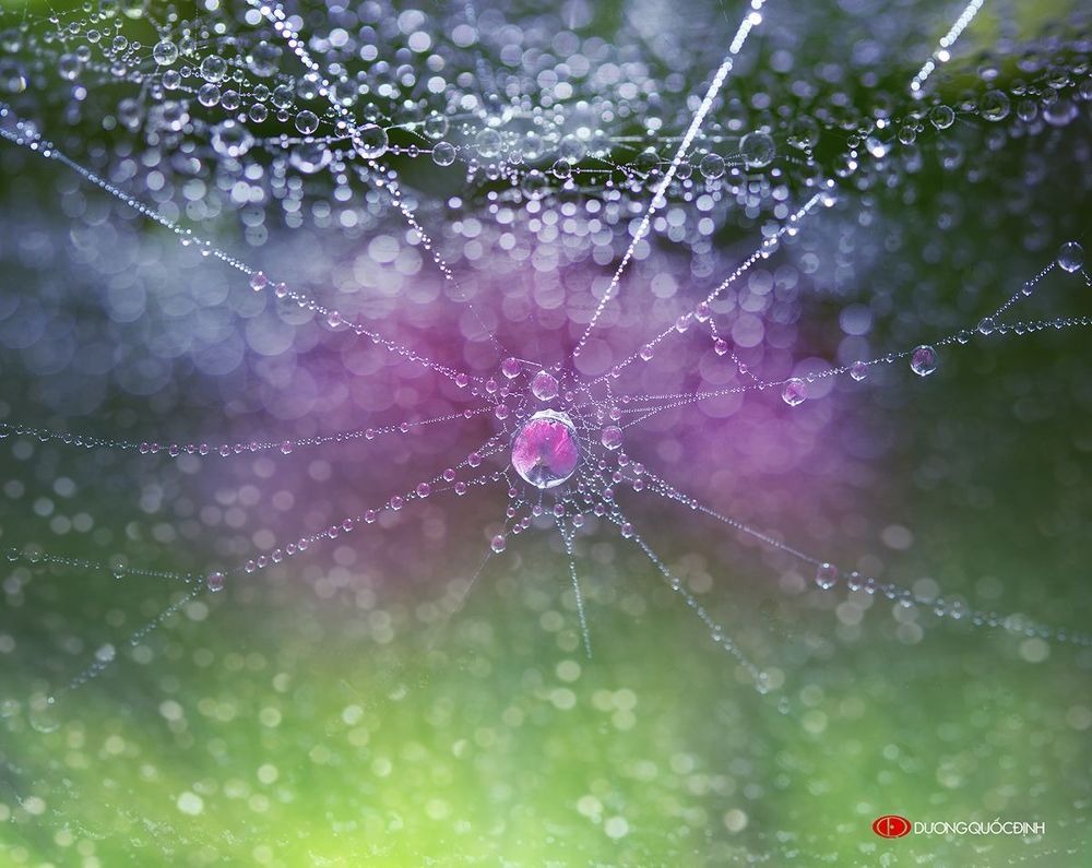 Drops of morning dew