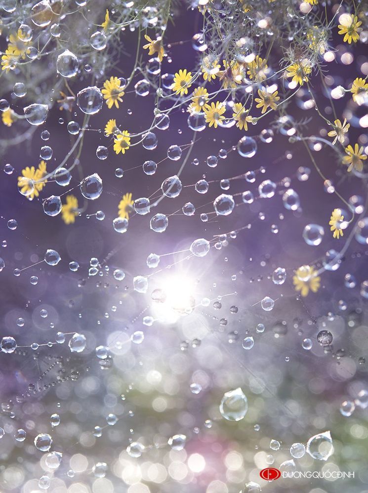 Drops of morning dew