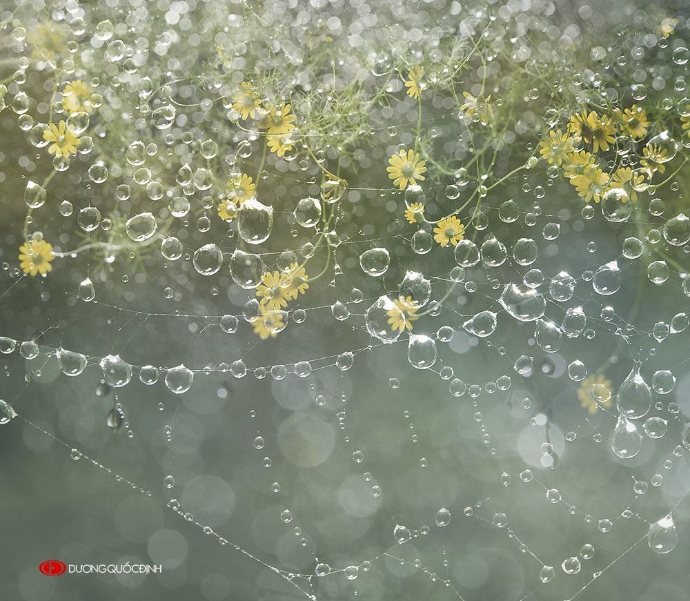 Drops of morning dew