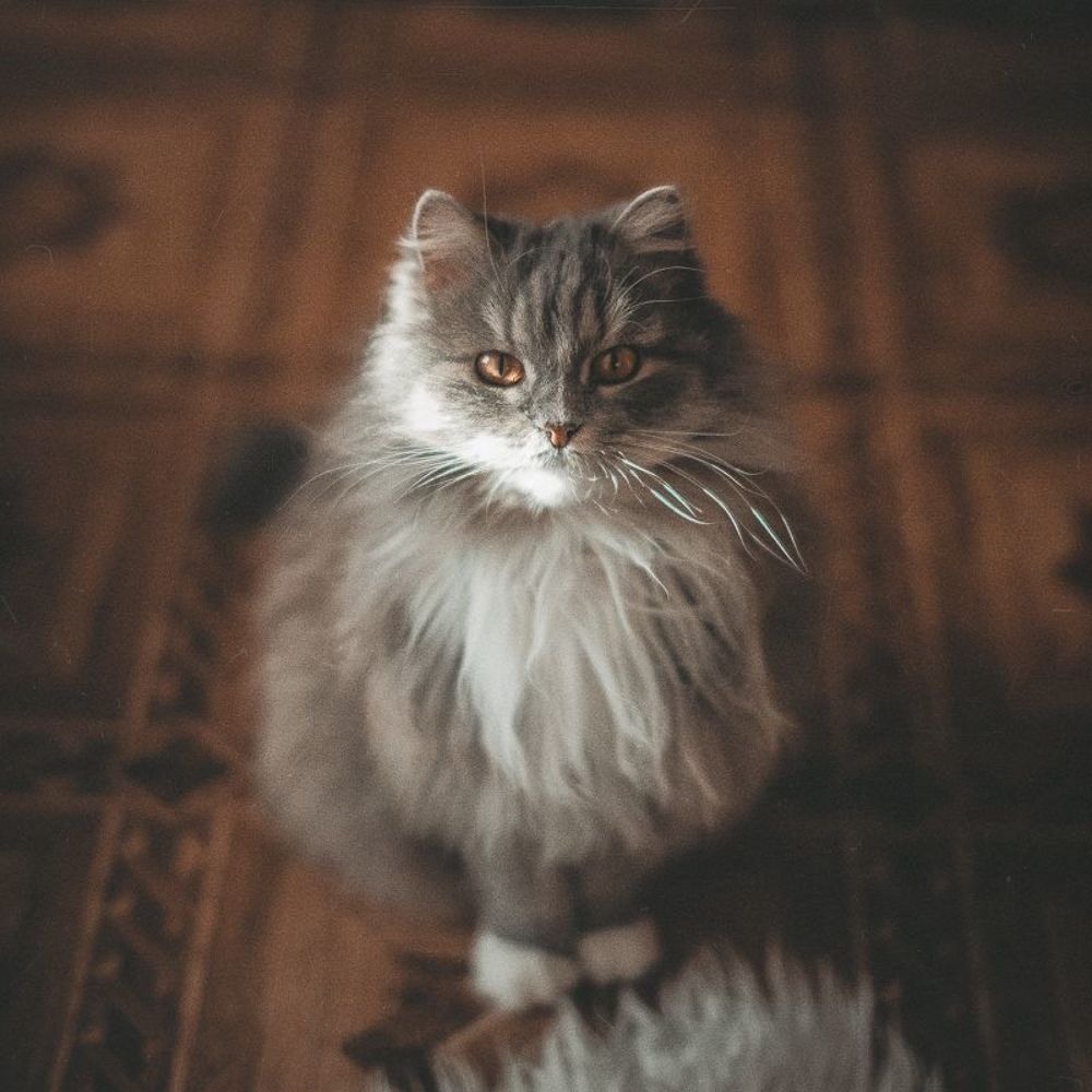 Bella