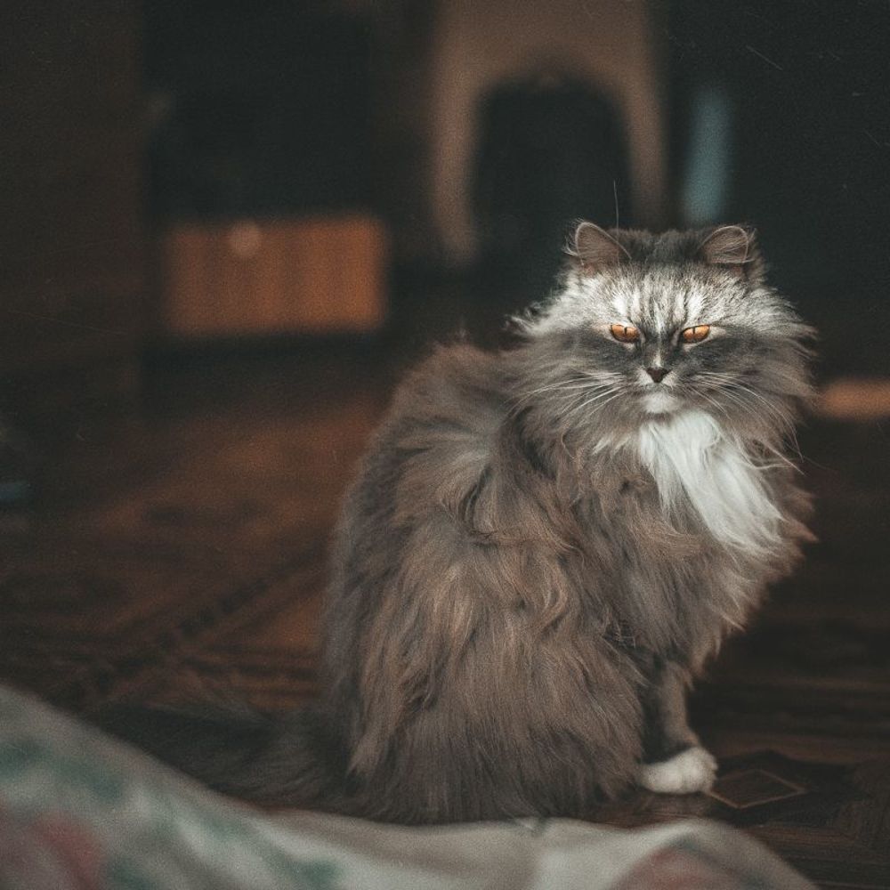 Bella