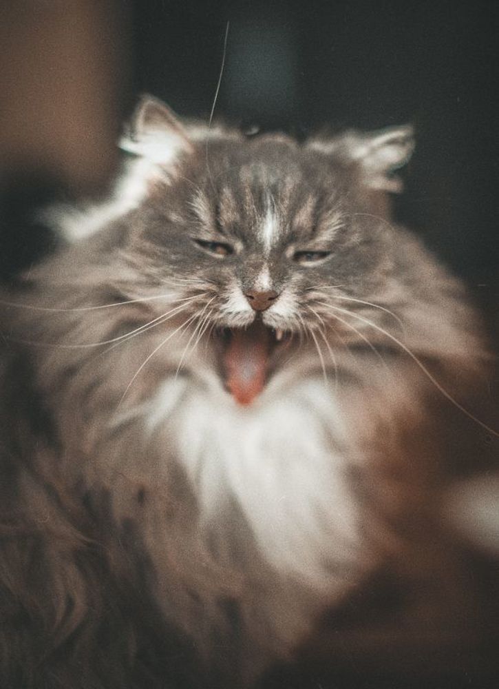 Bella
