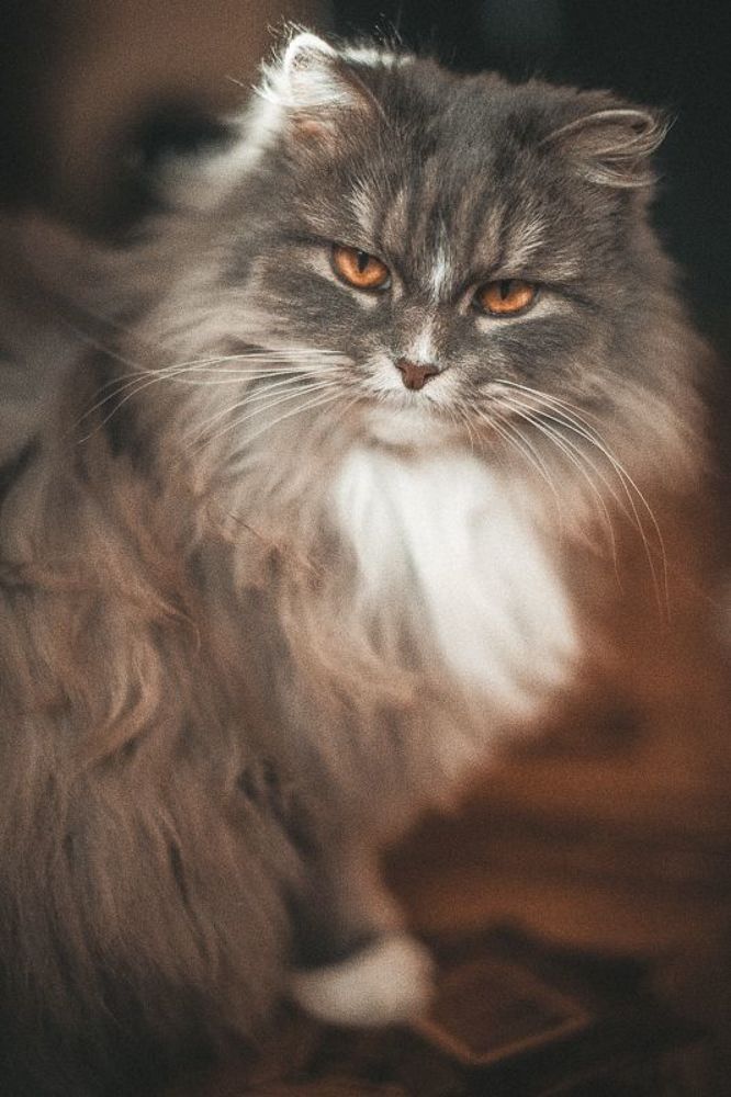 Bella