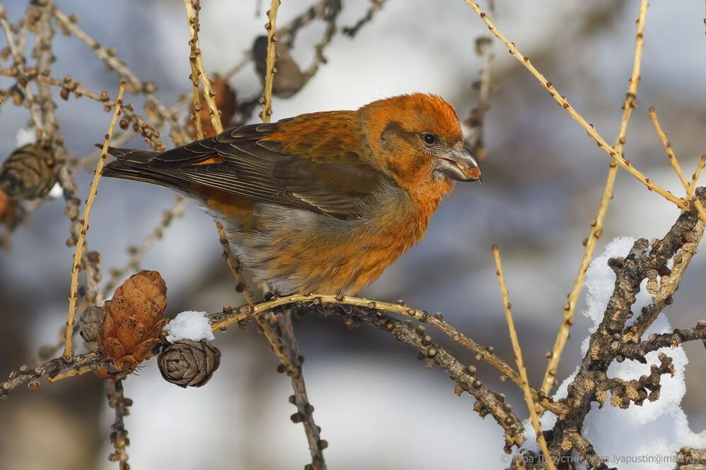 Crossbill.
