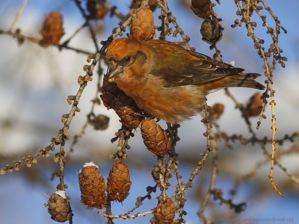 Crossbill.