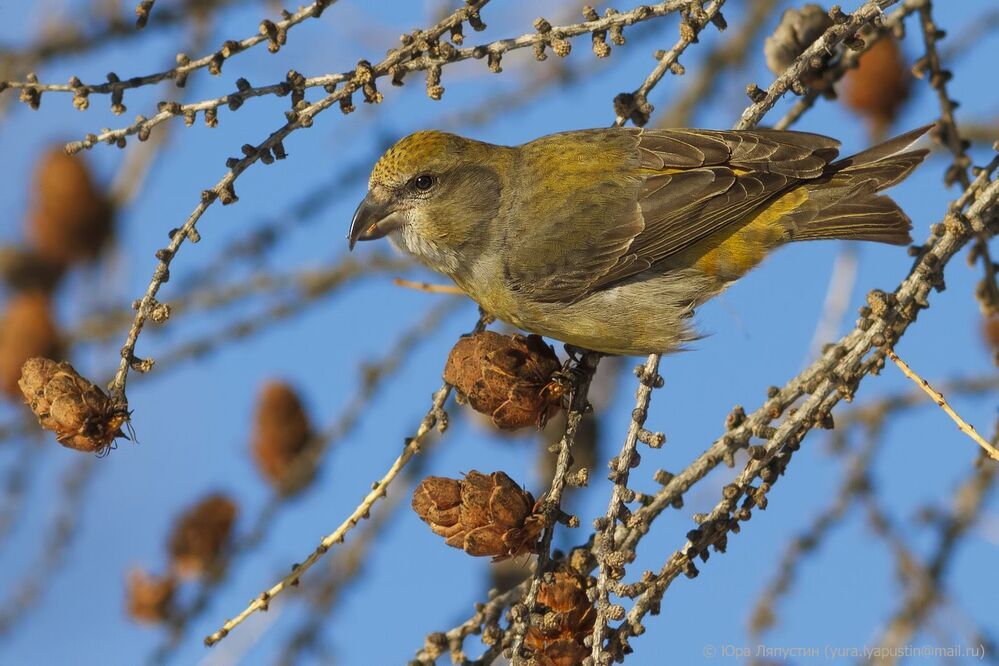 Crossbill.