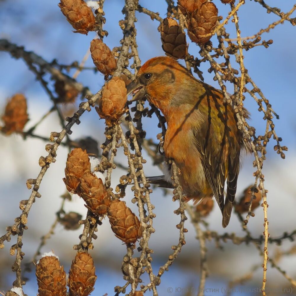 Crossbill.