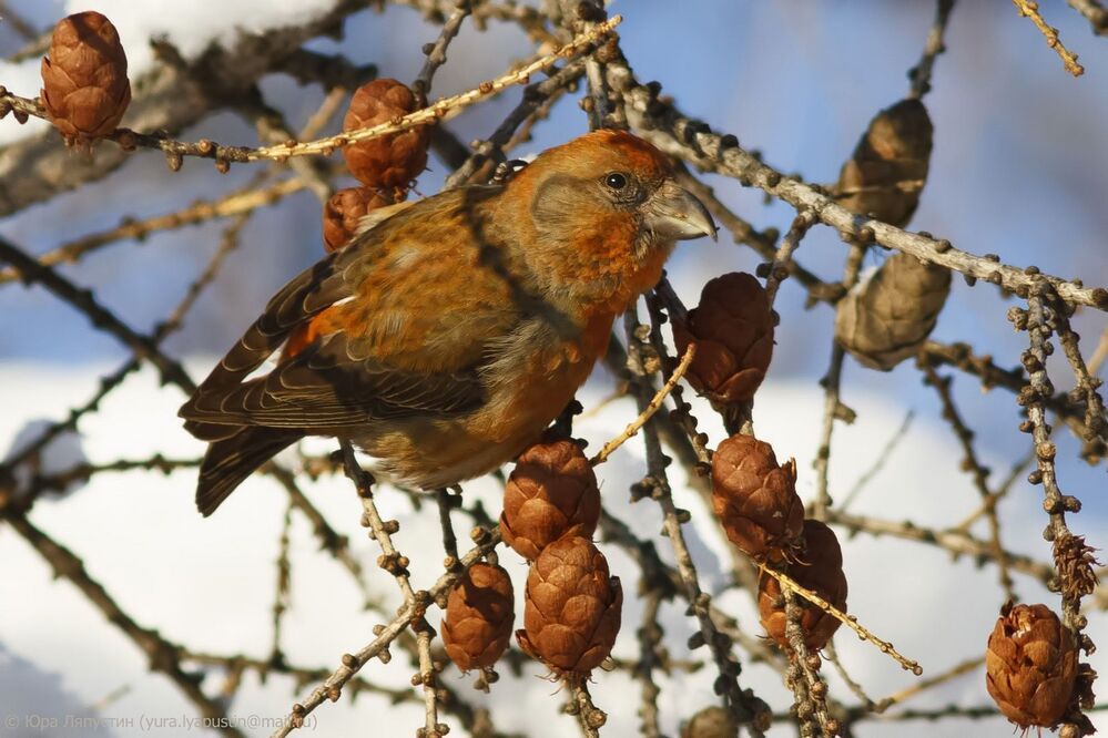 Crossbill.