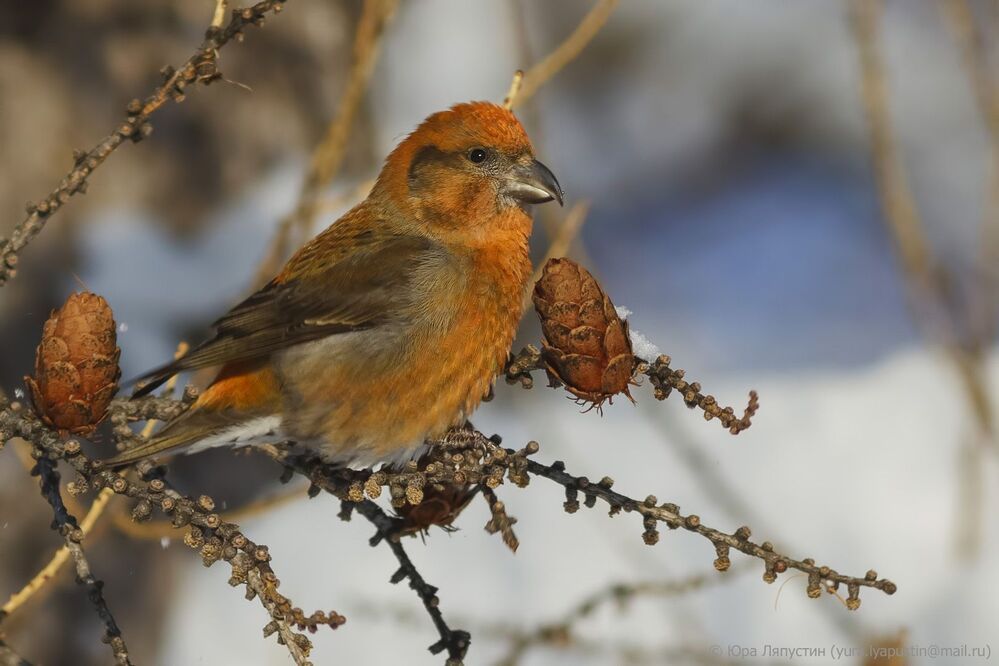 Crossbill.