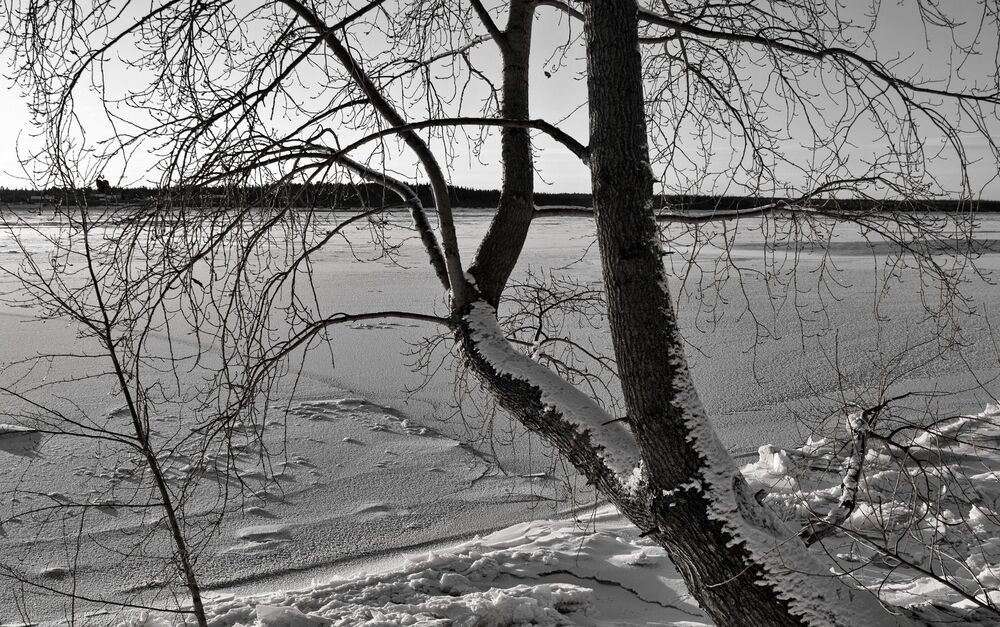 Дерево склоненное над рекой.