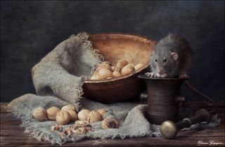 Грецкие орехи