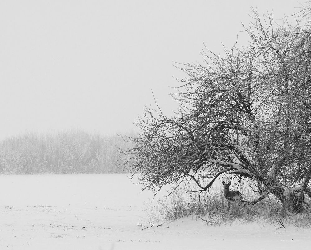 Косули