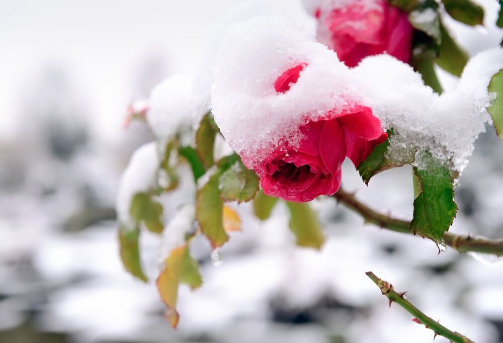 Flowers under the snow