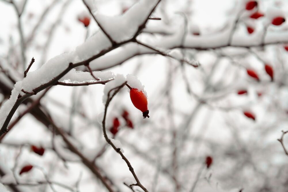 Flowers under the snow