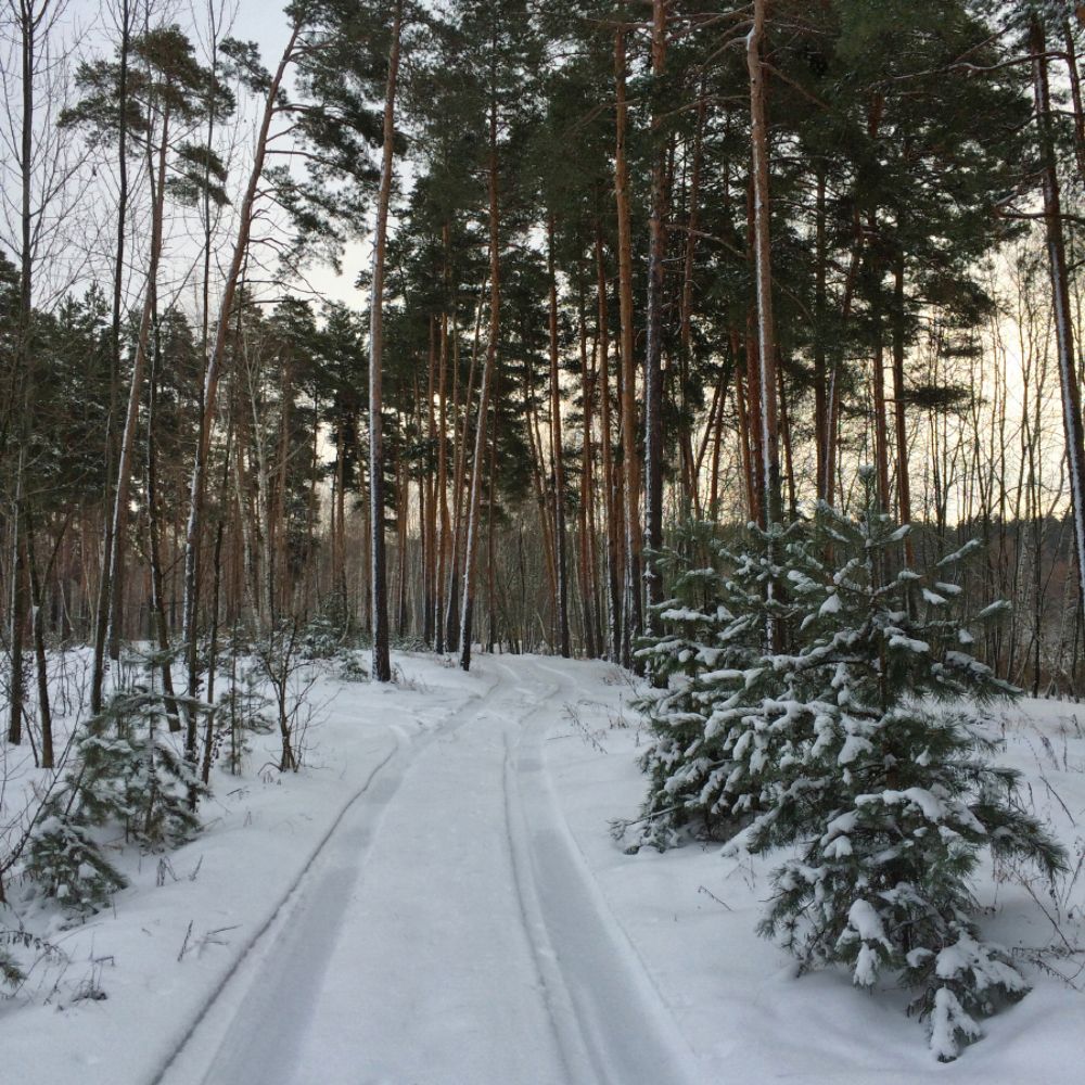 Зима в лесу