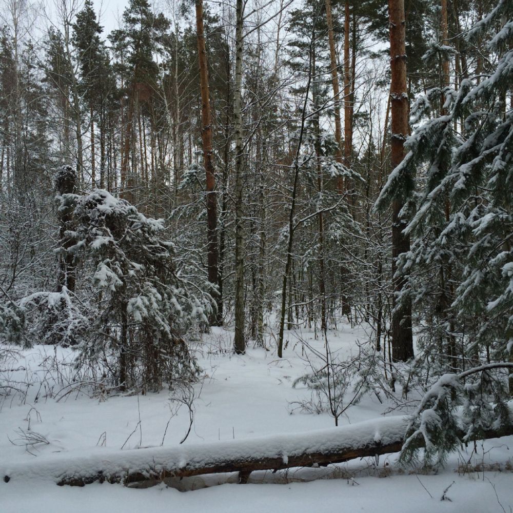 Зима в лесу