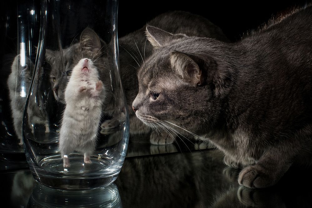 Про джунгарика  и кошку