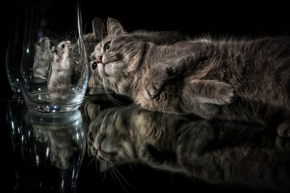 Про джунгарика  и кошку