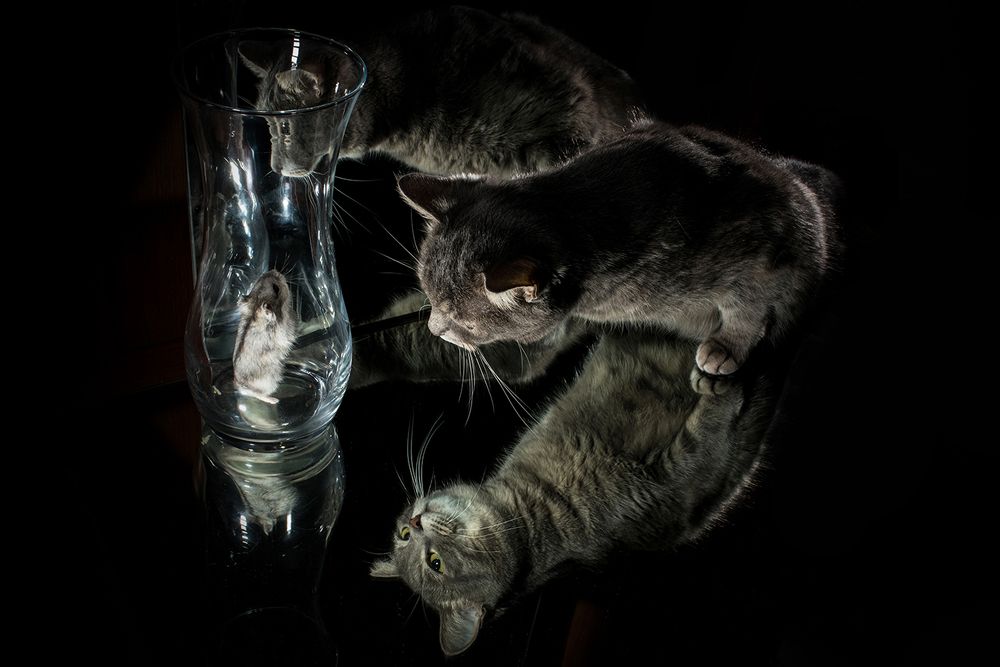 Про джунгарика  и кошку