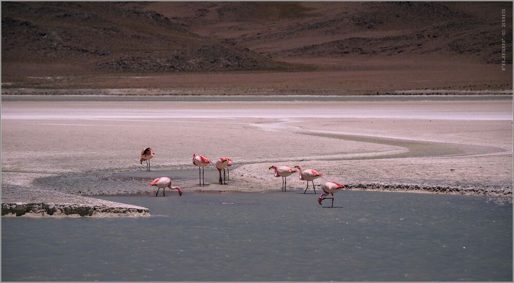 Розовые уюни...