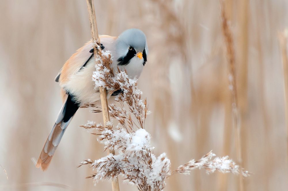 Усатая синица (лат. Panurus biarmicus).