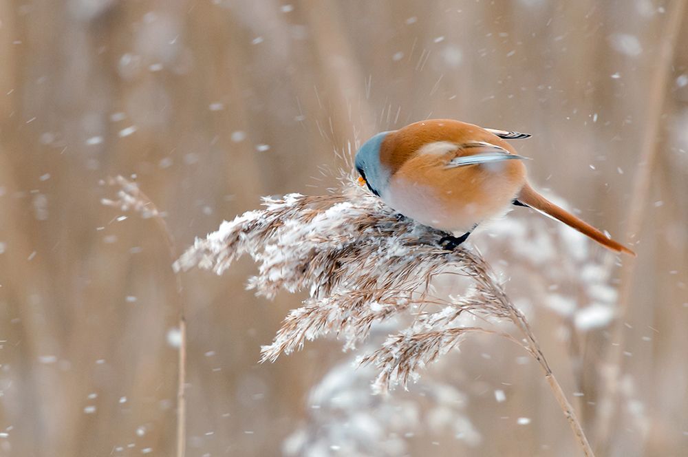 Усатая синица (лат. Panurus biarmicus).