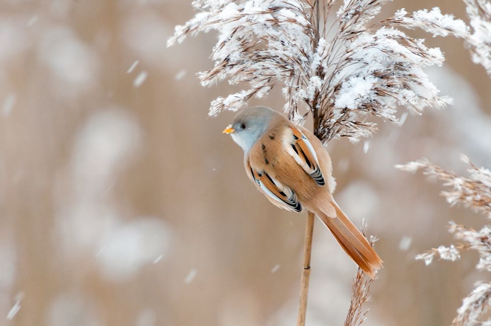 Усатая синица (лат. Panurus biarmicus).