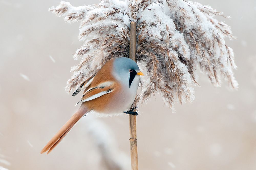 Усатая синица (лат. Panurus biarmicus).
