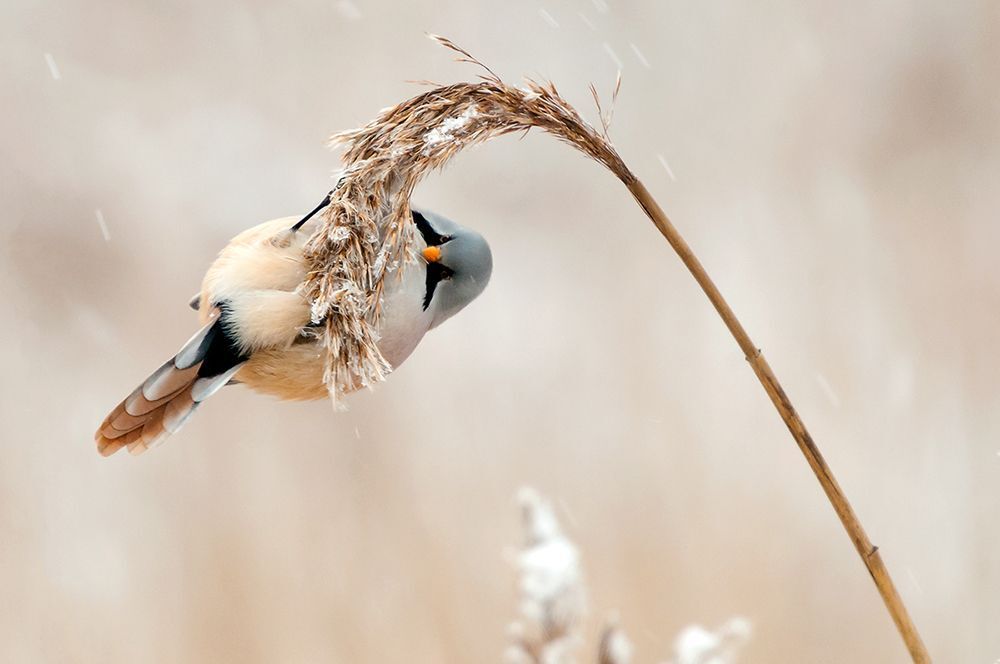 Усатая синица (лат. Panurus biarmicus).