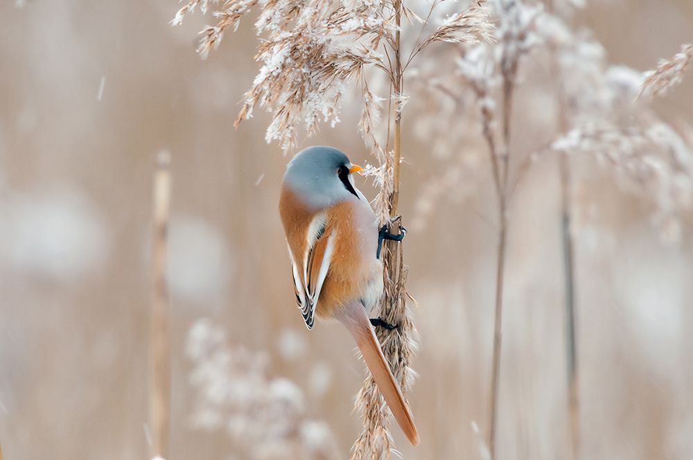 Усатая синица (лат. Panurus biarmicus).