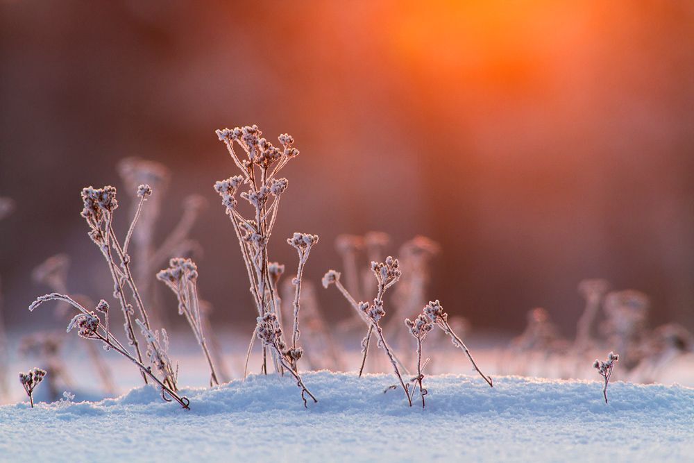 Winter