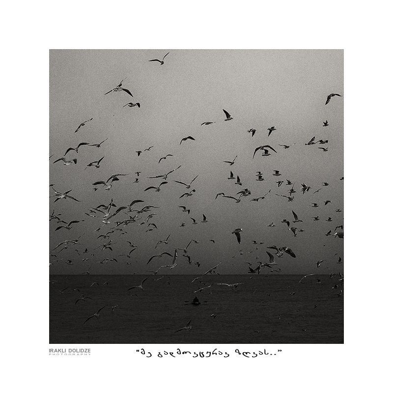 Sea-gull