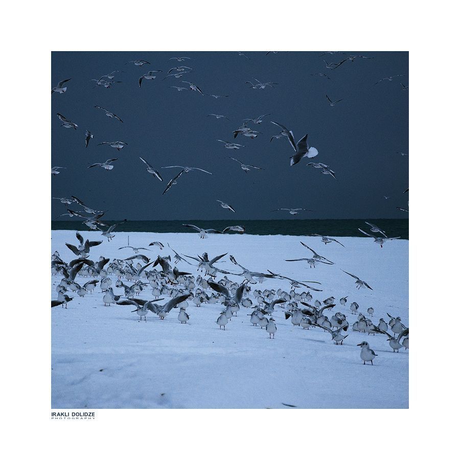 Sea-gull
