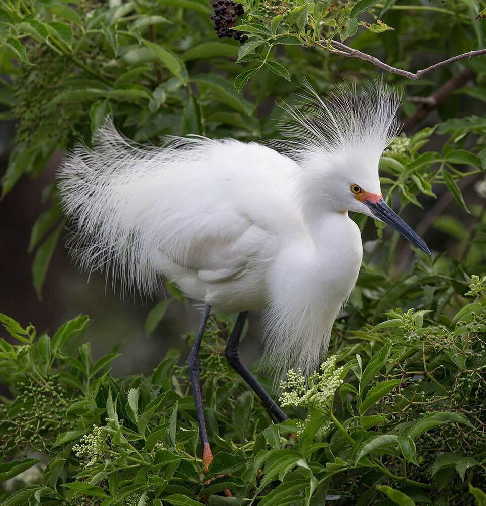Американская белая цапля - Snowy Egret