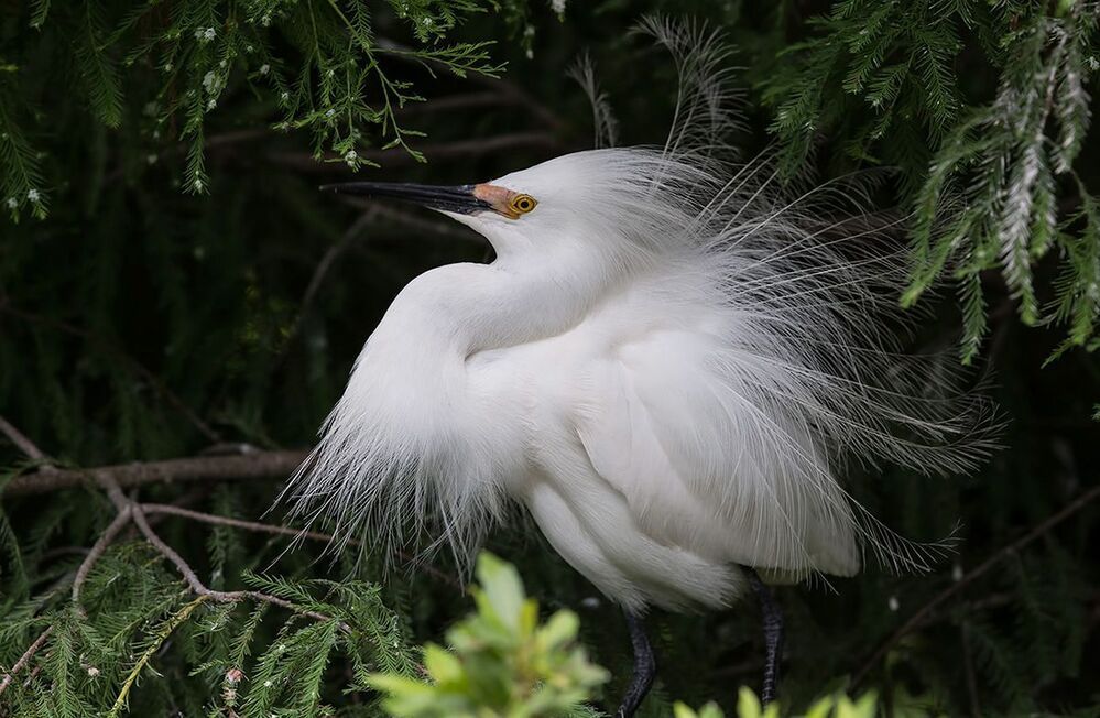 Американская белая цапля - Snowy Egret