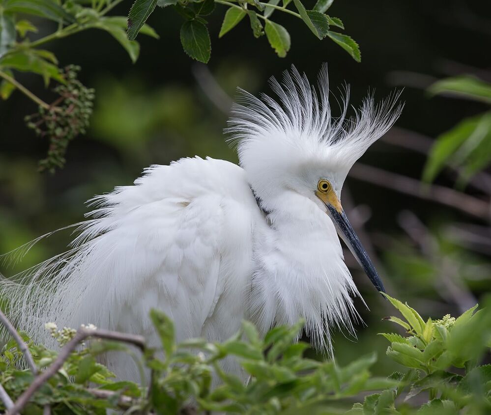 Американская белая цапля - Snowy Egret