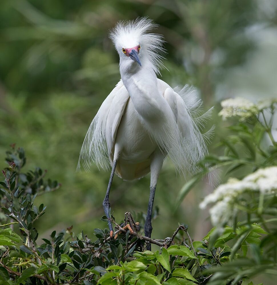 Американская белая цапля - Snowy Egret