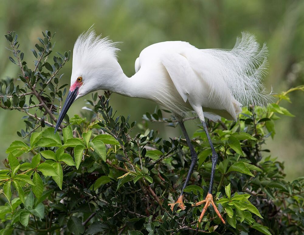 Американская белая цапля - Snowy Egret