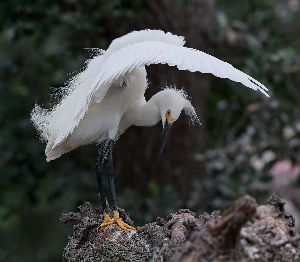Американская белая цапля - Snowy Egret