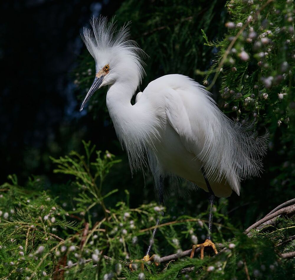 Американская белая цапля - Snowy Egret