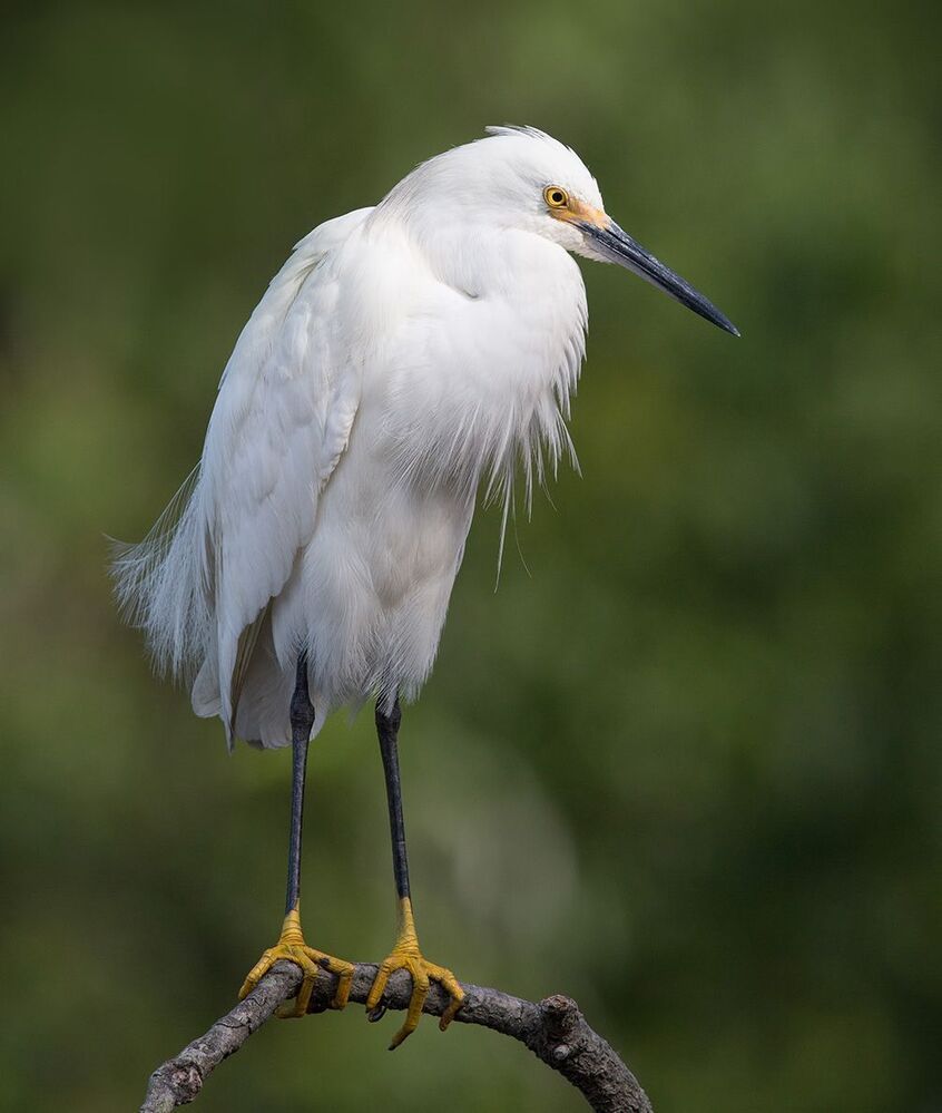 Американская белая цапля - Snowy Egret