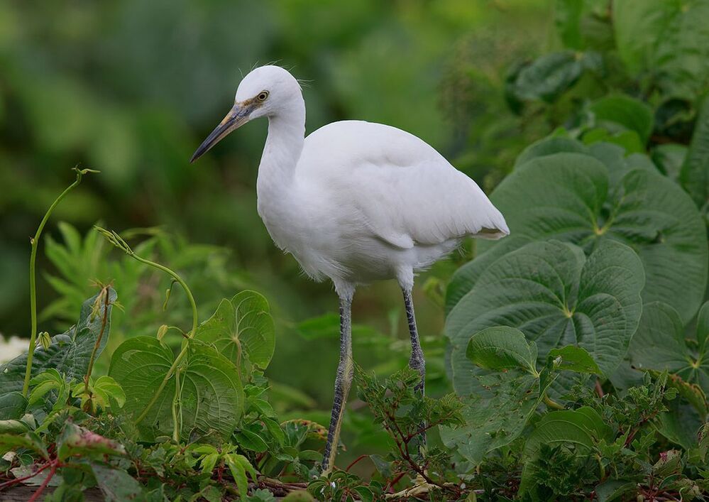 Американская белая цапля - Snowy Egret