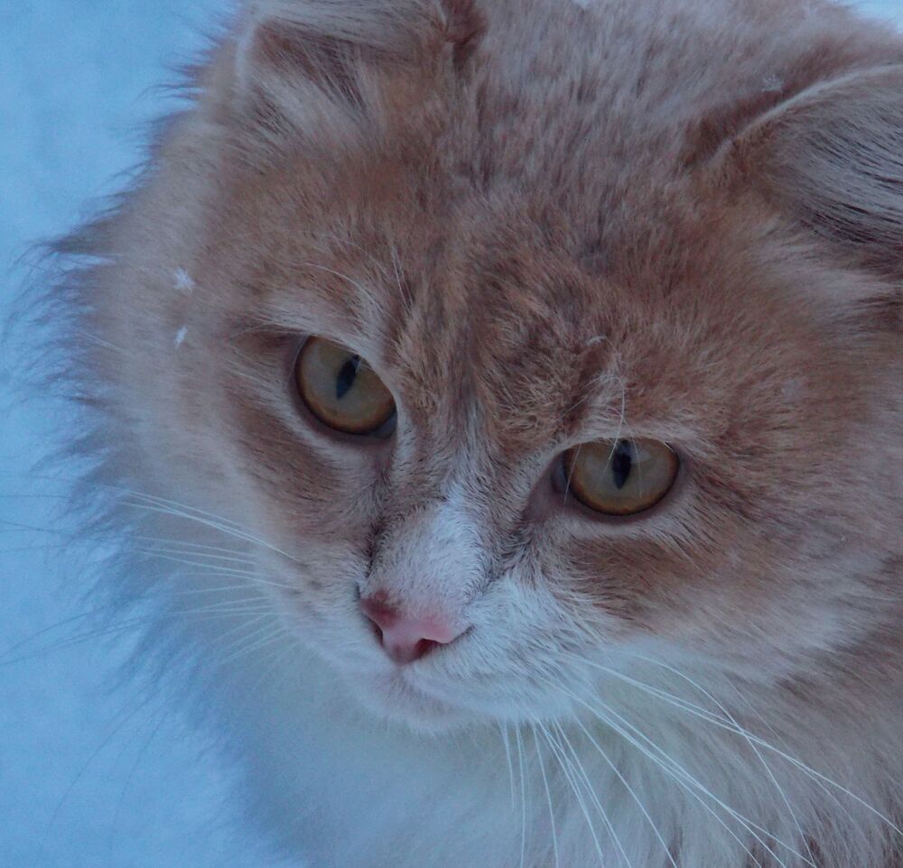 Кот Персей.