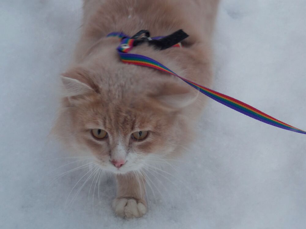 Персей.