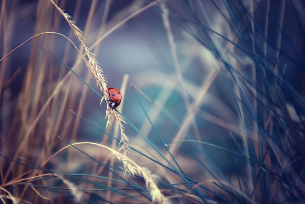Macro in Blue