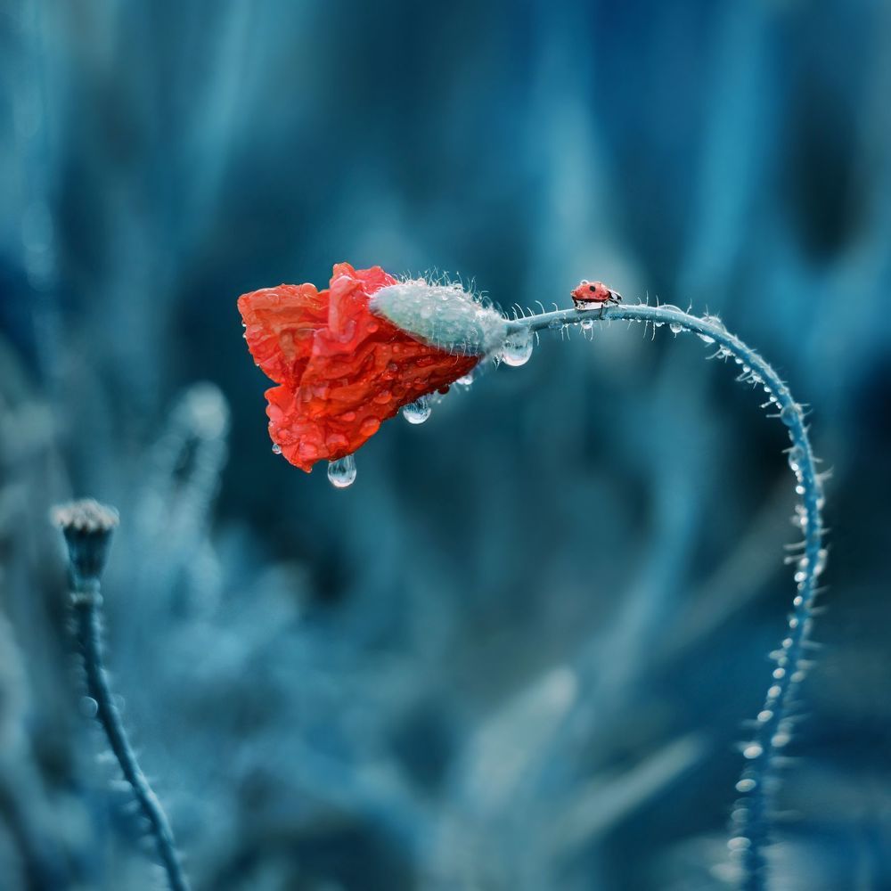 Macro in Blue