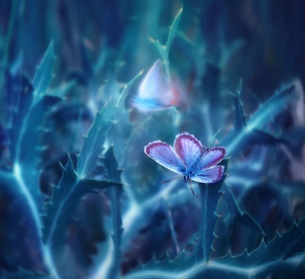 Macro in Blue