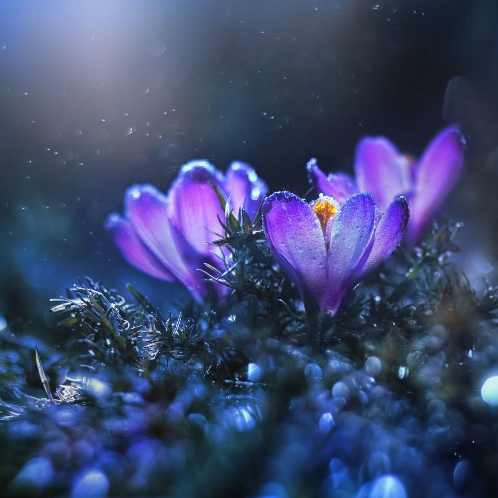 Macro in Blue