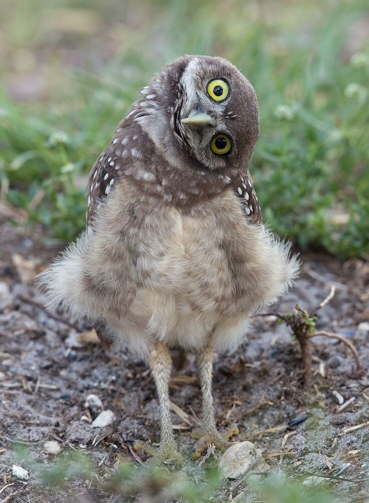 Cычики - Burrowing Owl